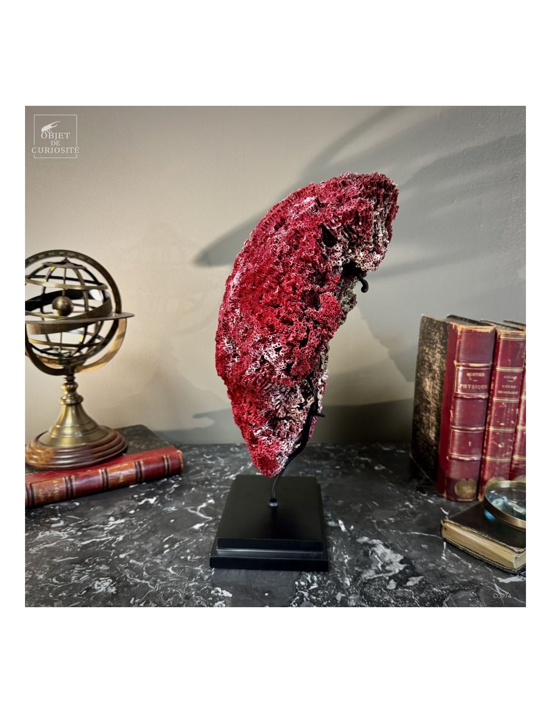 Corail rouge TUBIPORA MUSICA Corail rouge TUBIPORA MUSICA