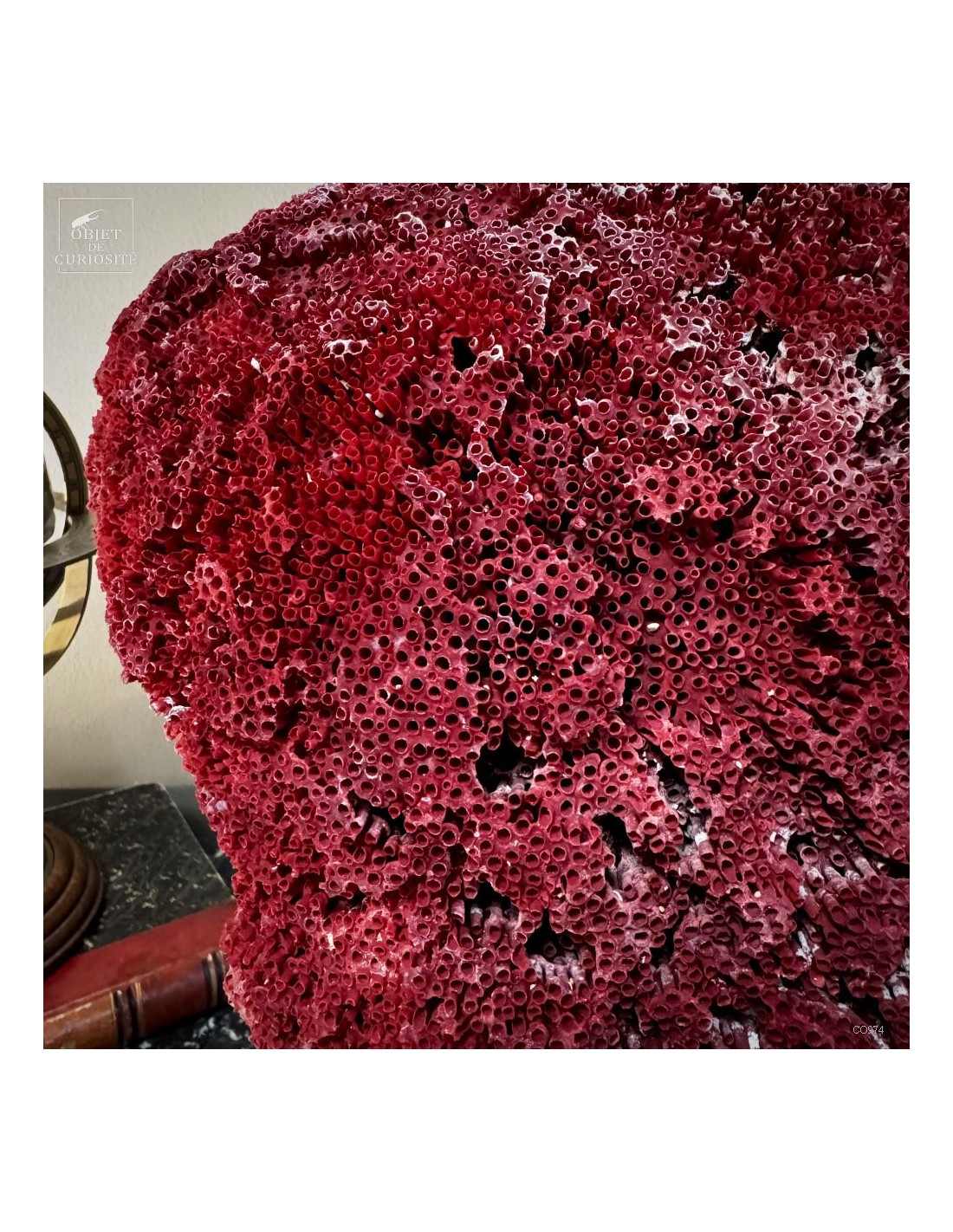 Corail rouge TUBIPORA MUSICA Corail rouge TUBIPORA MUSICA