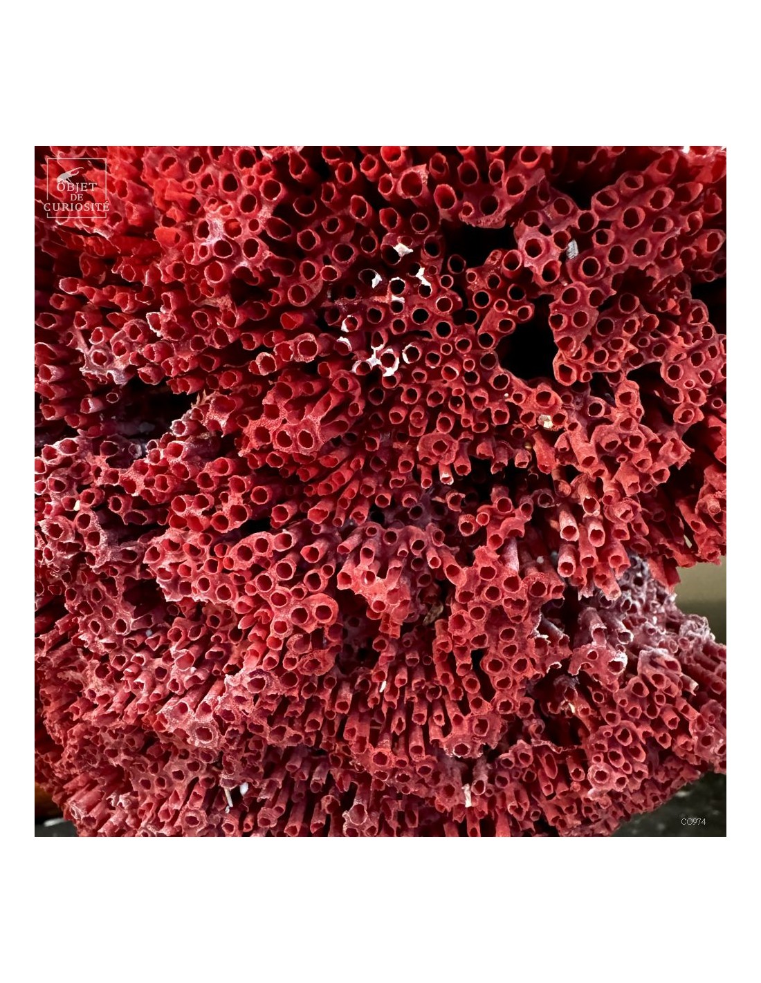 Corail rouge TUBIPORA MUSICA Corail rouge TUBIPORA MUSICA