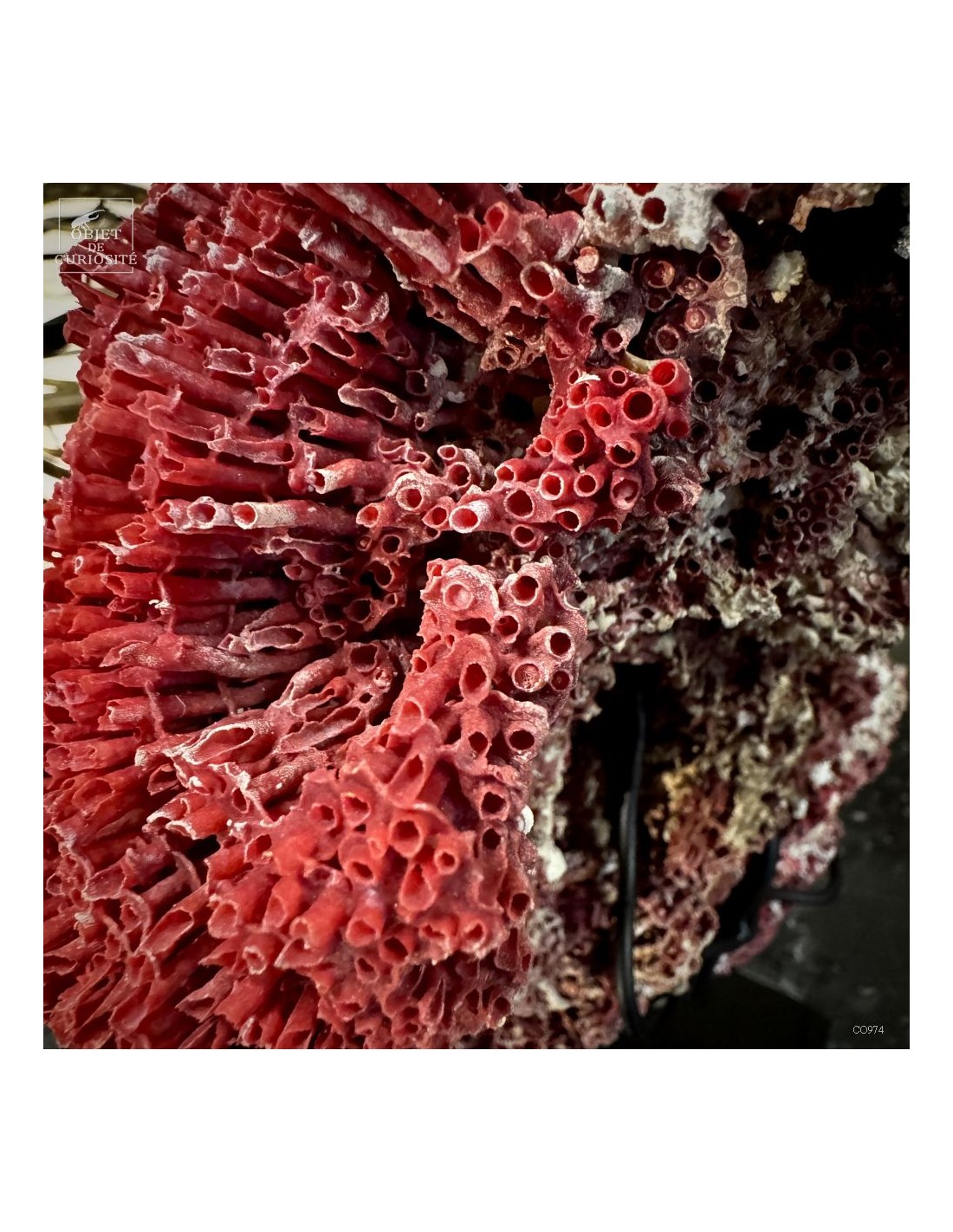 Corail rouge TUBIPORA MUSICA Corail rouge TUBIPORA MUSICA