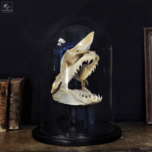 Mako skull under glass S