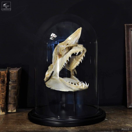 Mako skull under glass S