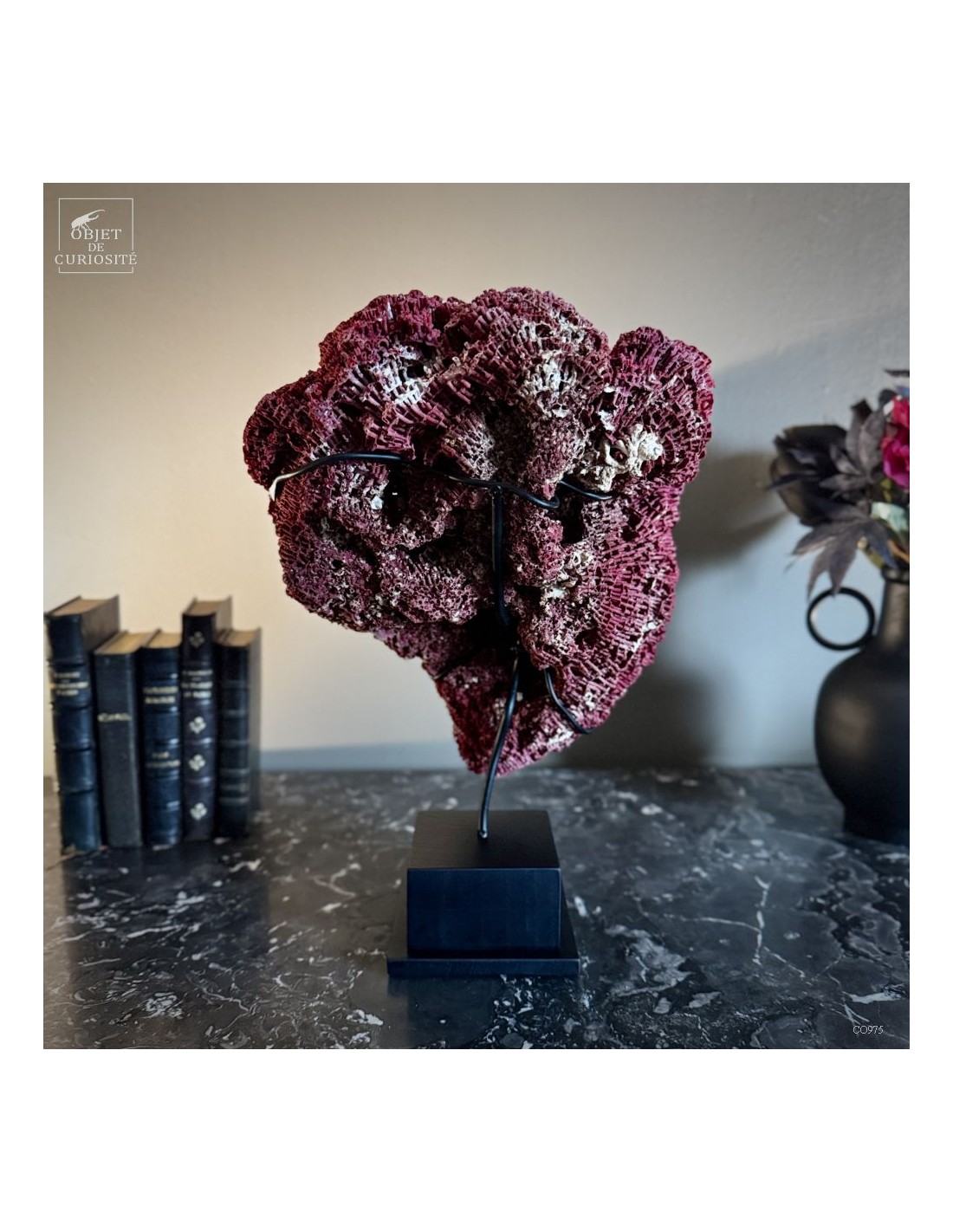 Corail rouge TUBIPORA MUSICA Corail rouge TUBIPORA MUSICA