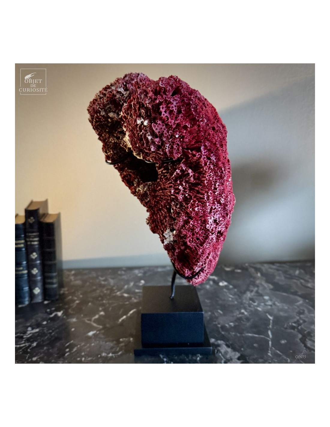 Corail rouge TUBIPORA MUSICA Corail rouge TUBIPORA MUSICA