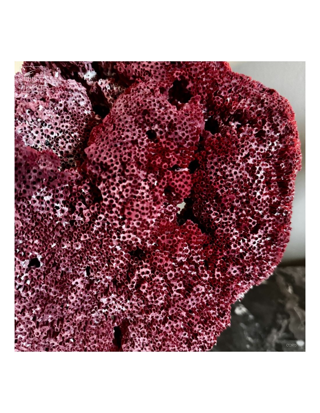 Corail rouge TUBIPORA MUSICA Corail rouge TUBIPORA MUSICA