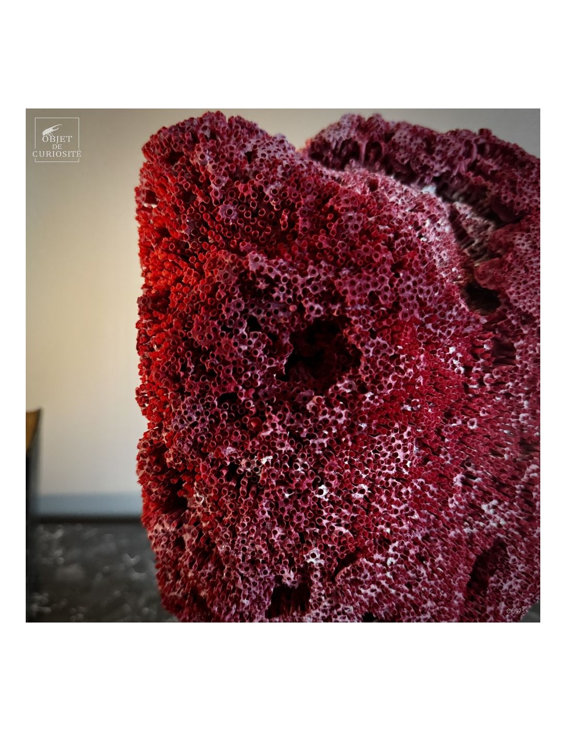 Corail rouge TUBIPORA MUSICA Corail rouge TUBIPORA MUSICA