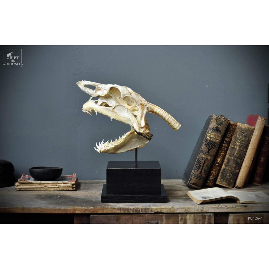 Crâne complet de requin Mako L socle carré  25*25 Crâne complet de requin Mako L socle carré  25*25