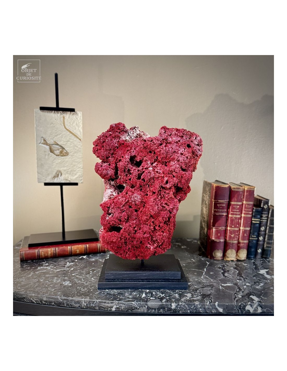 Corail rouge TUBIPORA MUSICA Corail rouge TUBIPORA MUSICA