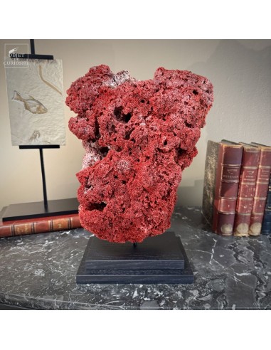 Corail rouge TUBIPORA MUSICA Corail rouge TUBIPORA MUSICA