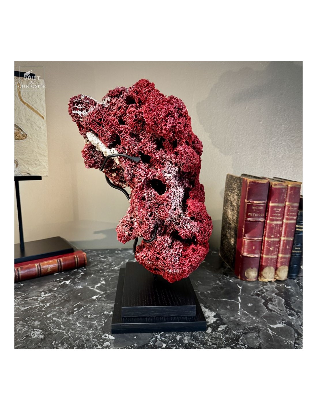 Corail rouge TUBIPORA MUSICA Corail rouge TUBIPORA MUSICA