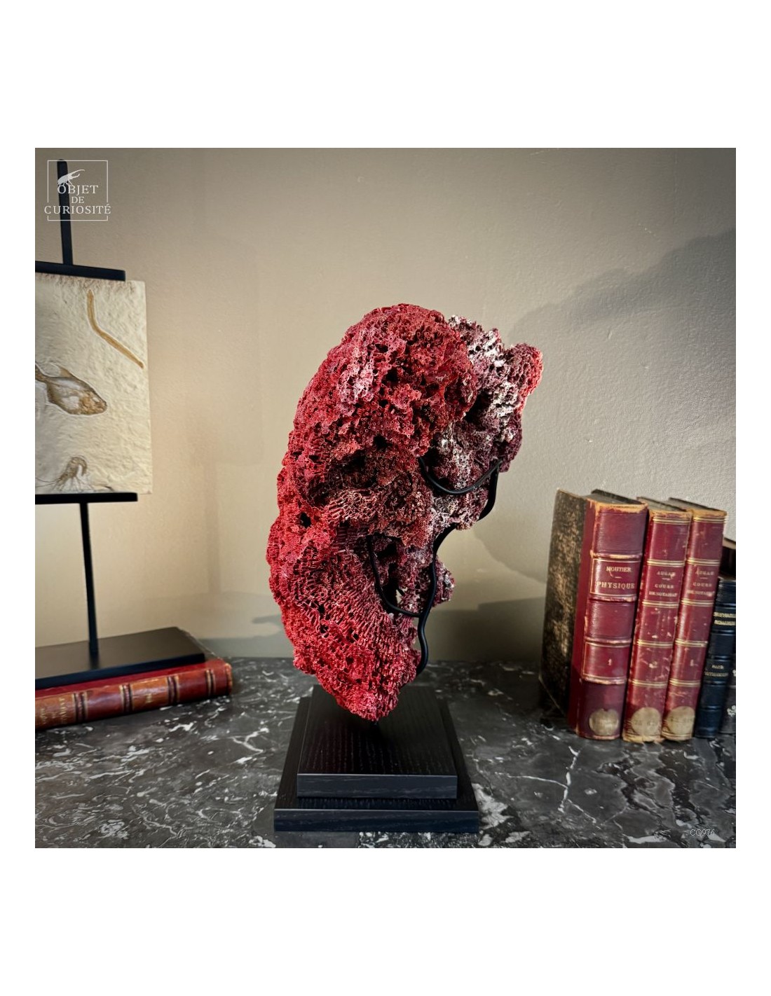 Corail rouge TUBIPORA MUSICA Corail rouge TUBIPORA MUSICA