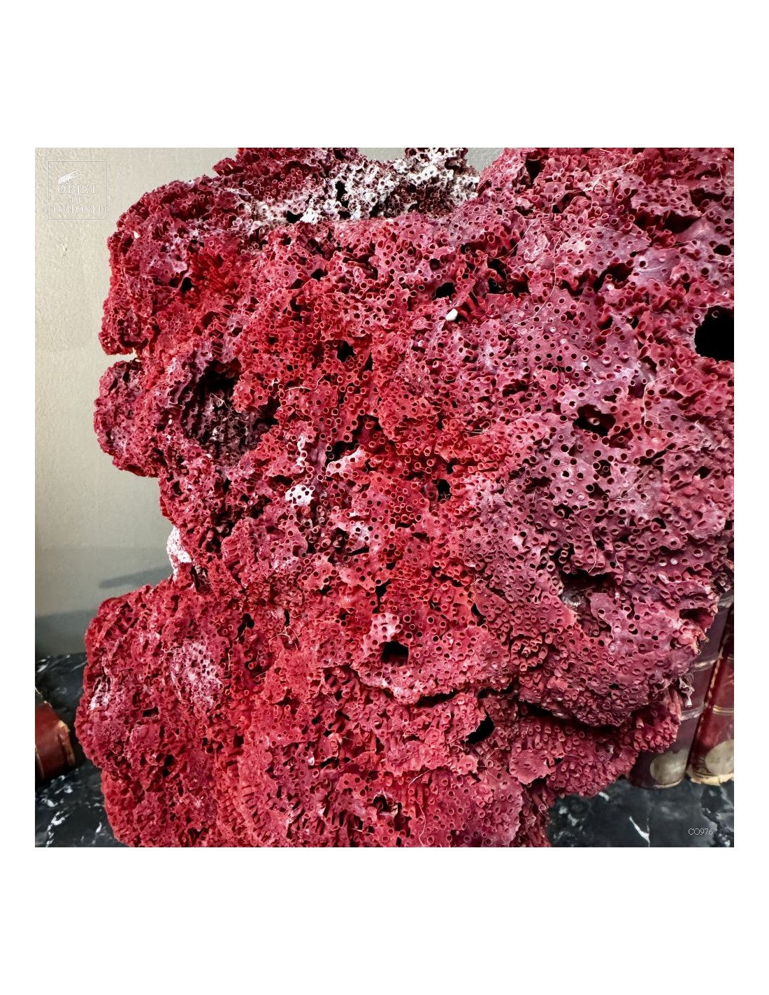 Corail rouge TUBIPORA MUSICA Corail rouge TUBIPORA MUSICA