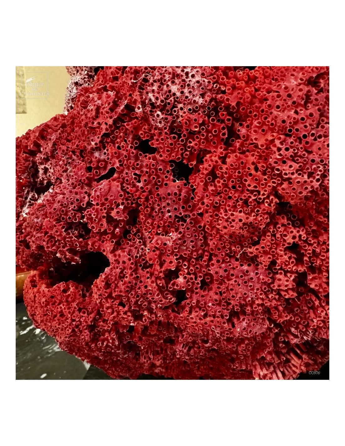 Corail rouge TUBIPORA MUSICA Corail rouge TUBIPORA MUSICA