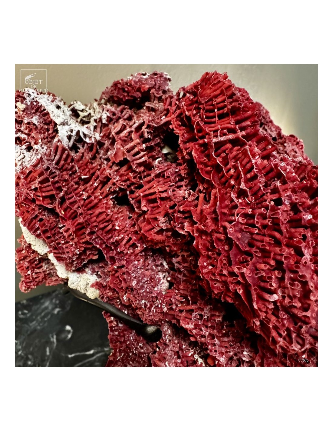 Corail rouge TUBIPORA MUSICA Corail rouge TUBIPORA MUSICA