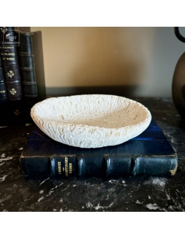 Coupe en fossile de GALAXEA – Madagascar Coupe en fossile de GALAXEA – Madagascar