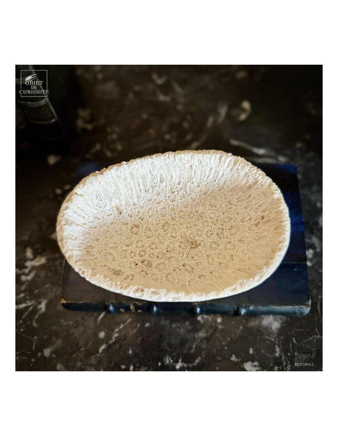 Coupe en fossile de GALAXEA – Madagascar Coupe en fossile de GALAXEA – Madagascar