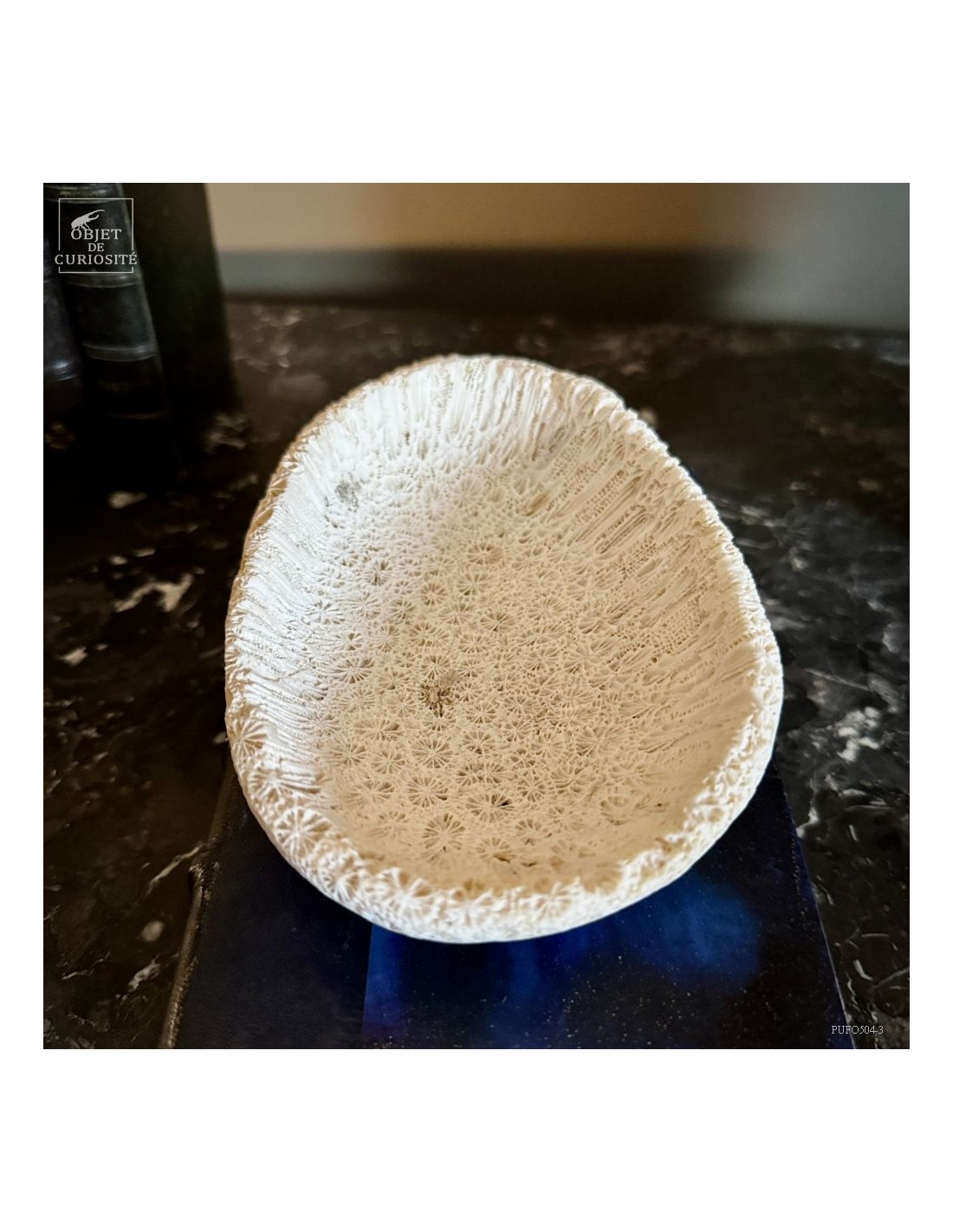 Coupe en fossile de GALAXEA – Madagascar Coupe en fossile de GALAXEA – Madagascar