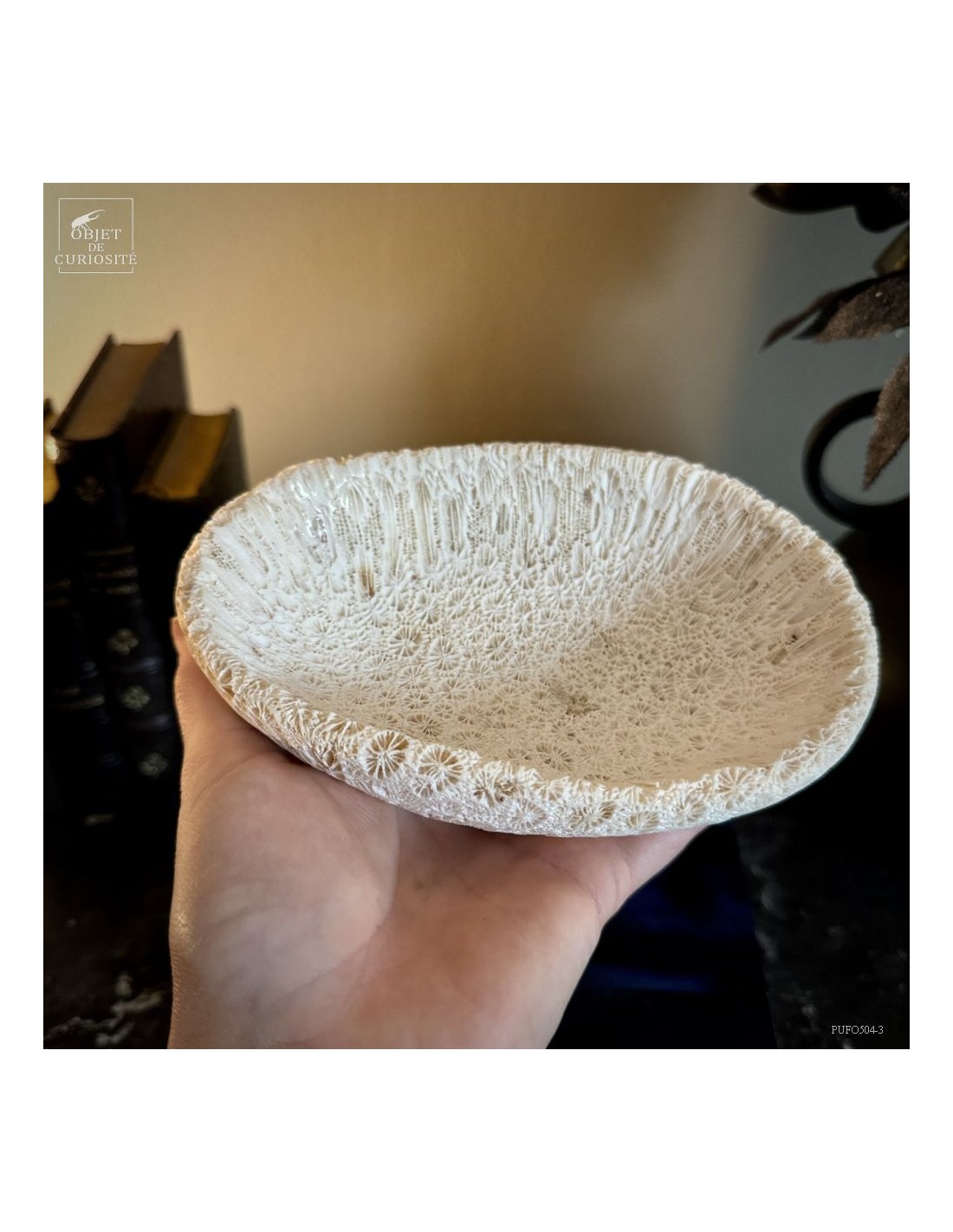 Coupe en fossile de GALAXEA – Madagascar Coupe en fossile de GALAXEA – Madagascar