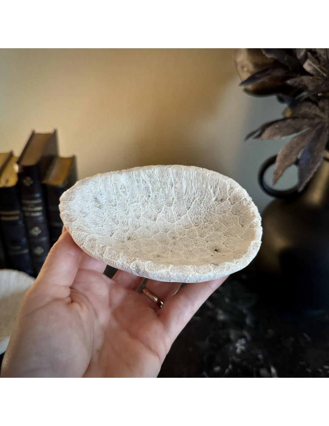 Coupe en fossile de GALAXEA – Madagascar Coupe en fossile de GALAXEA – Madagascar