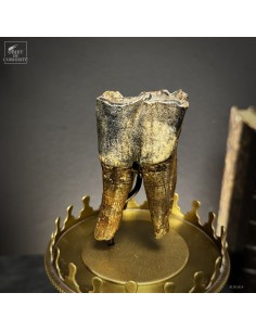 Molaire de RHINOCEROS... 2