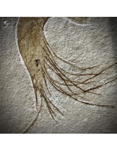 Crevette fossile... 2