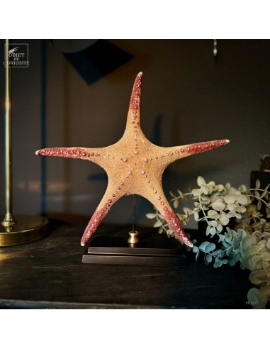 Starfish PENTACERASTER sp. with red tips