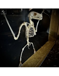 Bat skeleton – EONYCTERIS... 2