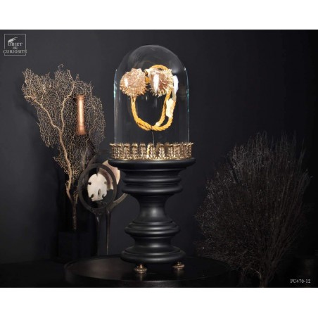 Déchet de la mer  : 2 spondyles sur corde sous globe