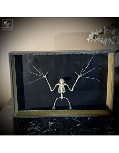 Bat skeleton – EONYCTERIS...