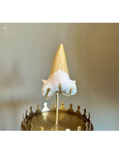 Dent fossile d’OTODUS... 2