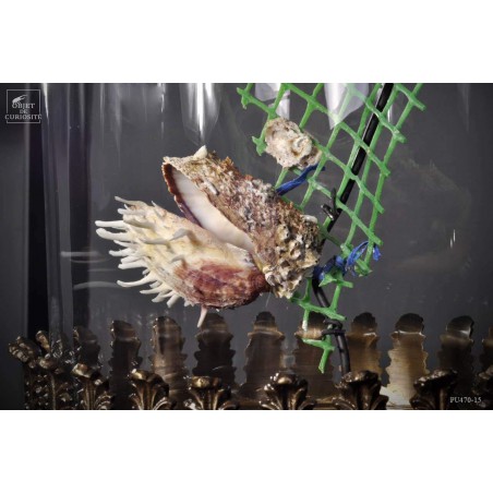 Déchet de la mer: 2 spondyles sur grillage vert