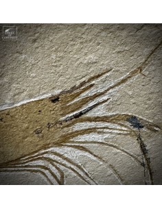Crevette fossile... 2