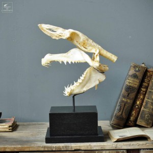 Mako skull on square stand 2