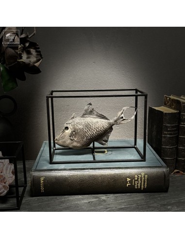 Poisson-baliste noir (Balistidae) des...