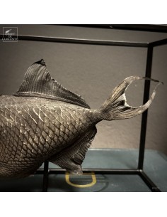 Black triggerfish... 2