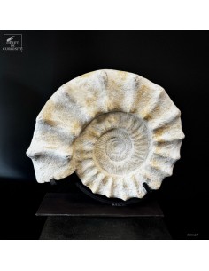 Ammonite à tubercules,...