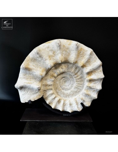 Ammonite à tubercules, blanche,...