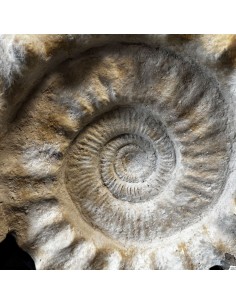 Ammonite à tubercules,... 2