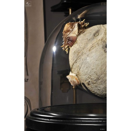 Spondyle sur noix de coco