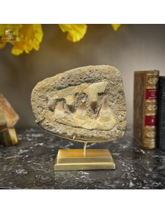 Mâchoire de MOSASAURUS...