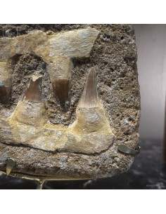 Mâchoire de MOSASAURUS... 2