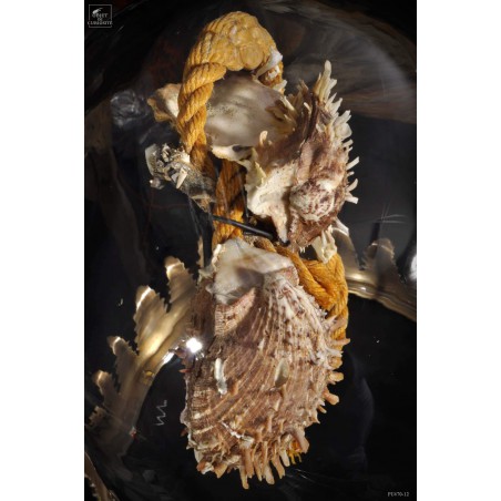 Déchet de la mer  : 2 spondyles sur corde sous globe