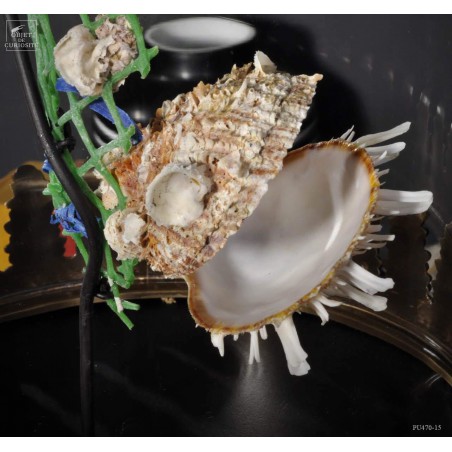 Déchet de la mer: 2 spondyles sur grillage vert