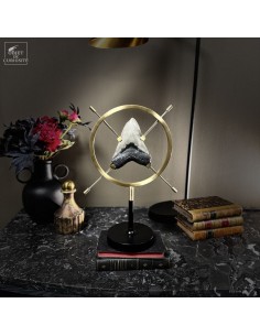 Dent de MEGALODON...