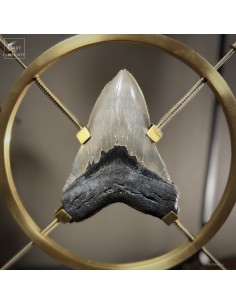 Dent de MEGALODON... 2