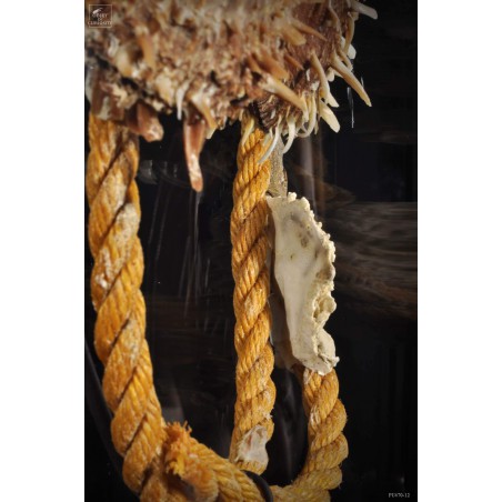 Déchet de la mer  : 2 spondyles sur corde sous globe