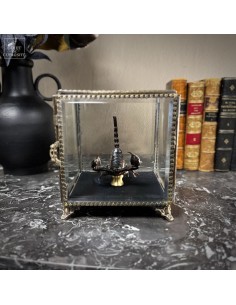 Scorpion HETEROMETRUS...