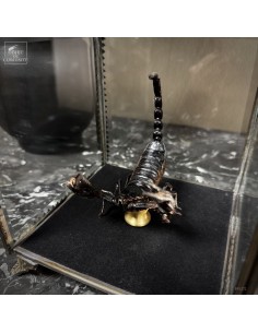 Scorpion HETEROMETRUS... 2