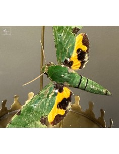 2 sphinx EUCHLORON MEGAERA 2