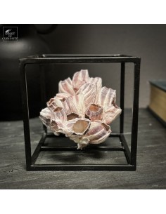 Balane MEGABALANUS...